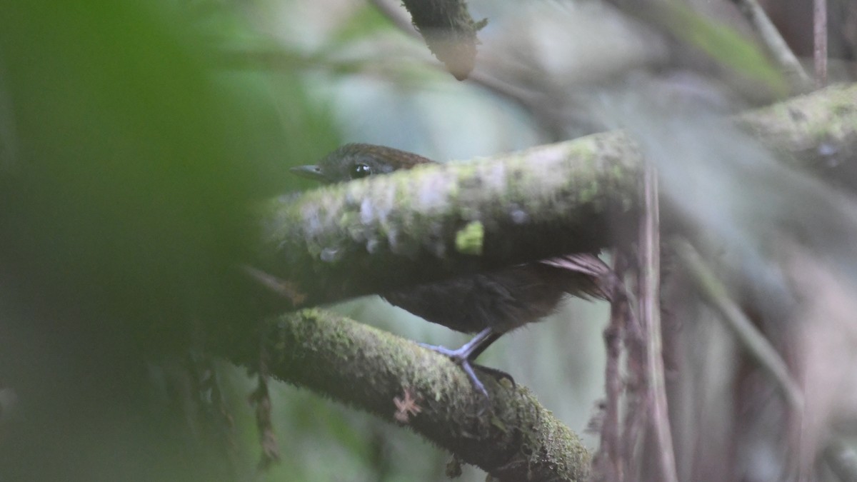 Slaty Gnateater - ML626778251