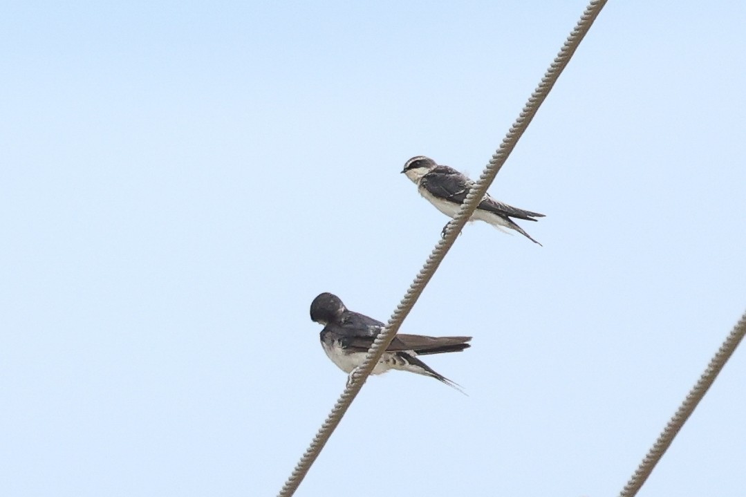 Gray-rumped Swallow - ML626778596