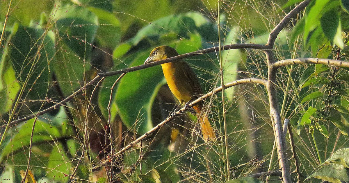 Hepatic Tanager - ML626778669