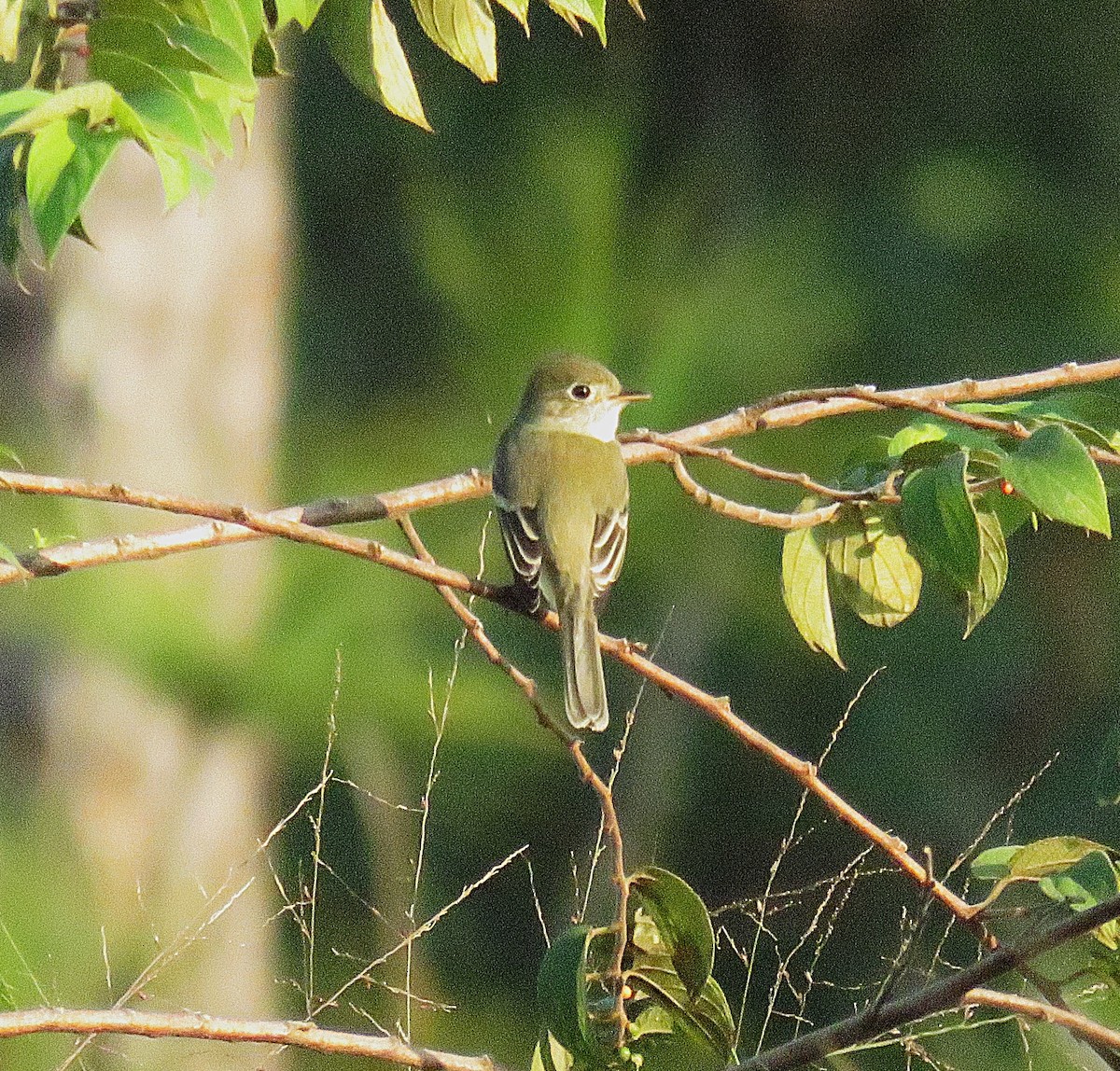Least Flycatcher - ML626778670