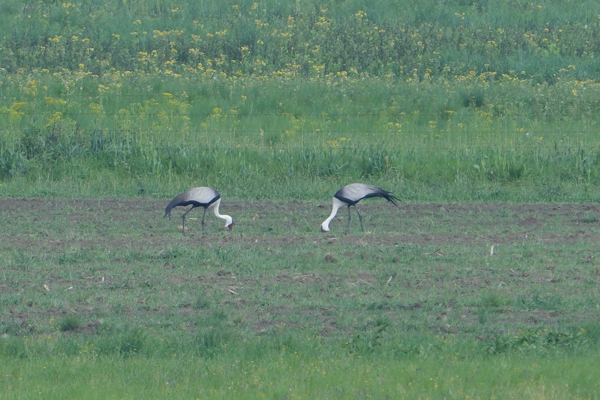 Wattled Crane - ML626778699