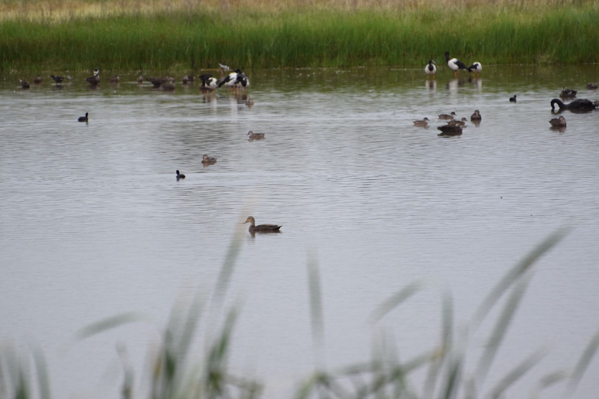 husovec strakatý - ML626778783