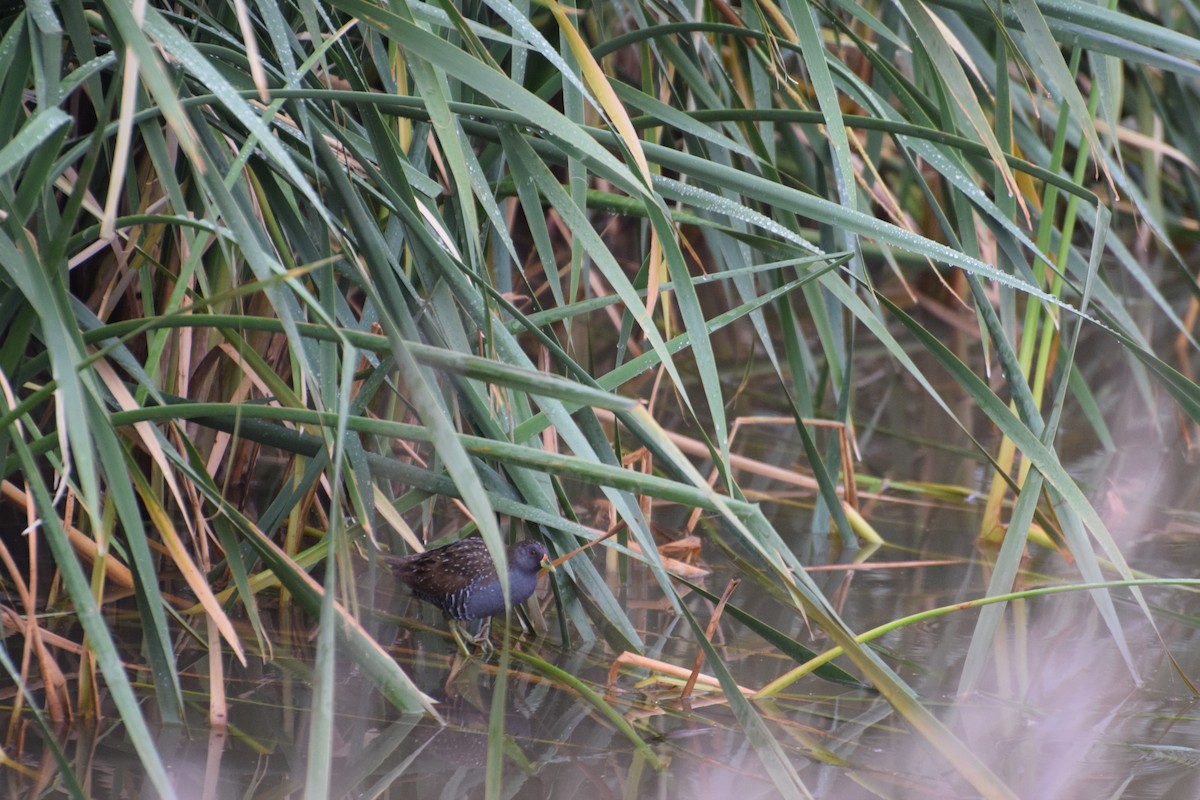 chřástal australský - ML626778803