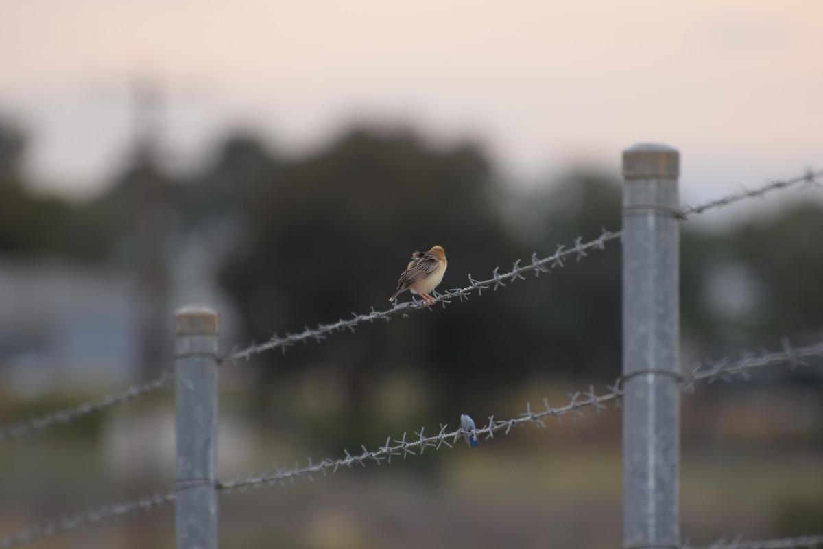 Golden-headed Cisticola - ML626778826