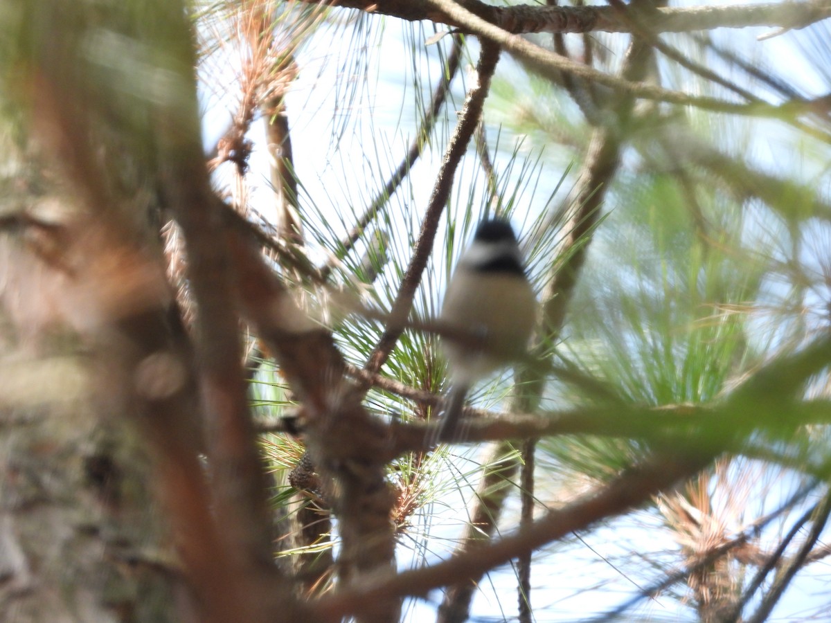 Black-bibbed Tit - ML626779149