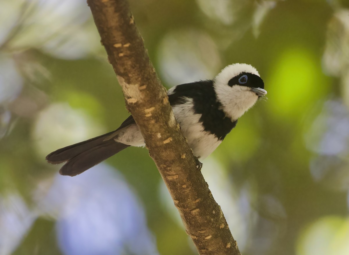 Pied Monarch - ML626779155