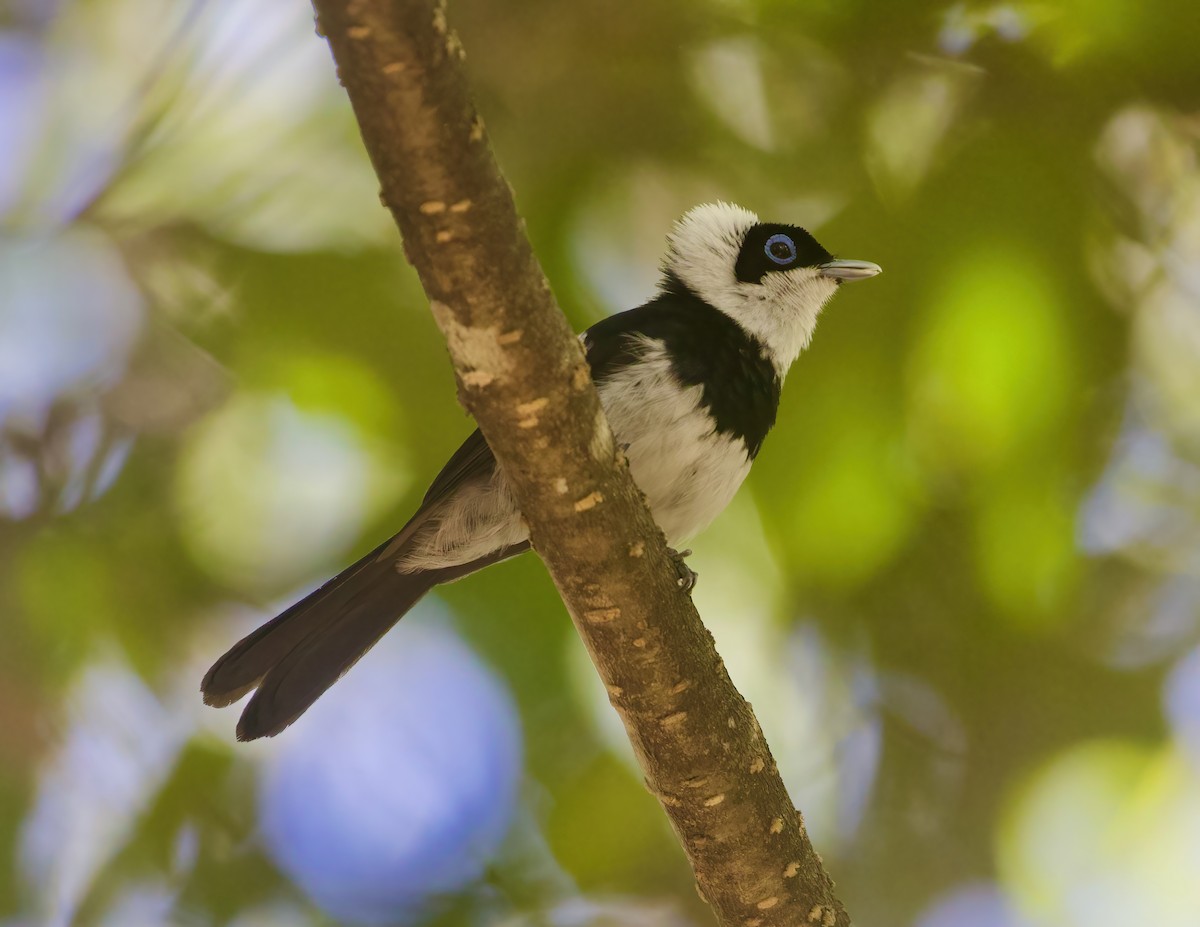 Pied Monarch - ML626779158