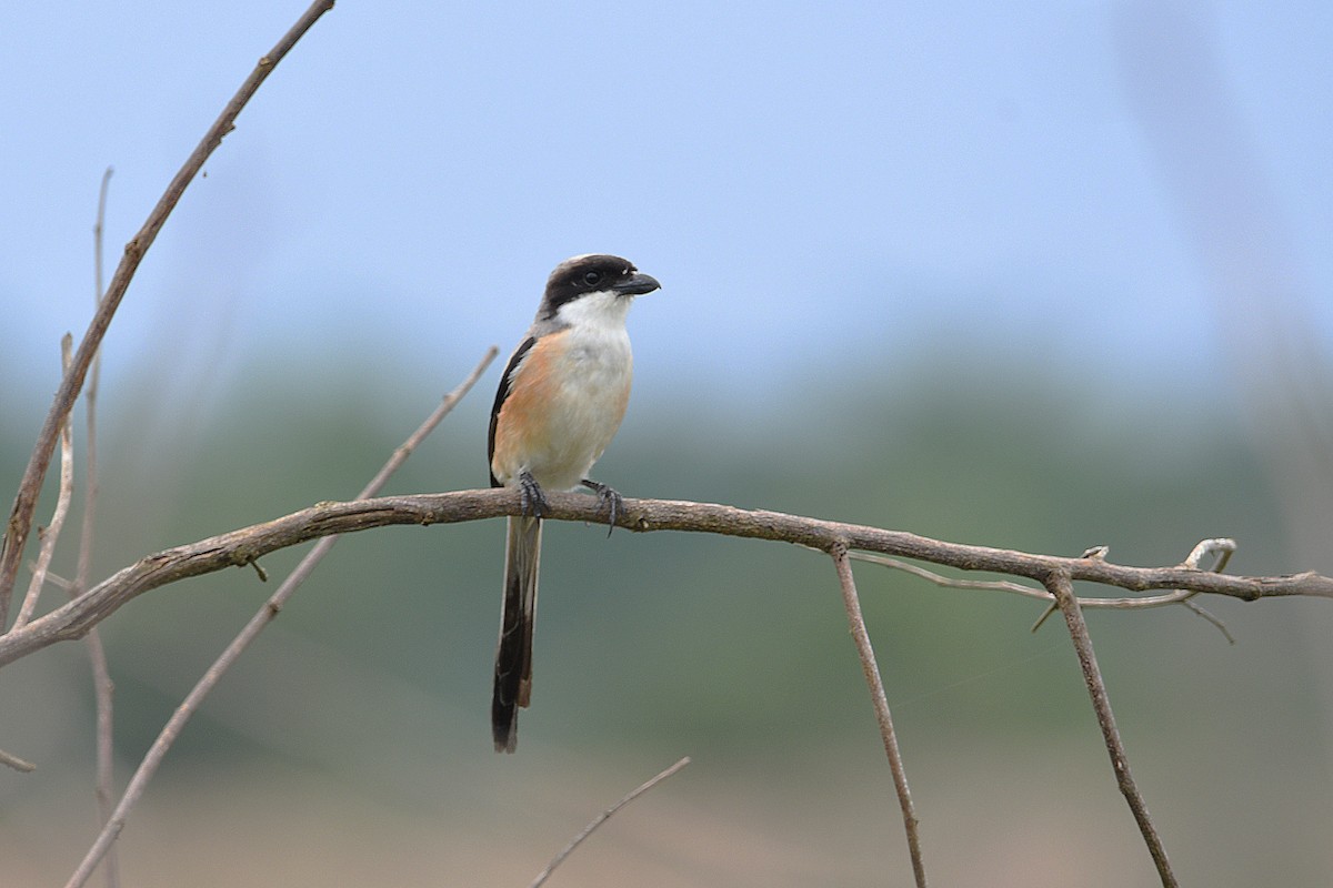 Long-tailed Shrike (bentet) - ML626779160