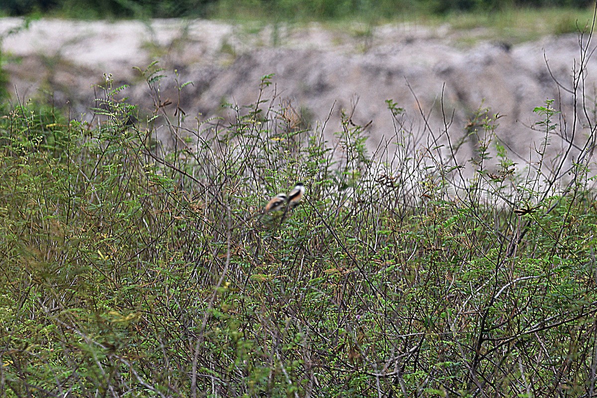 Long-tailed Shrike (bentet) - ML626779161