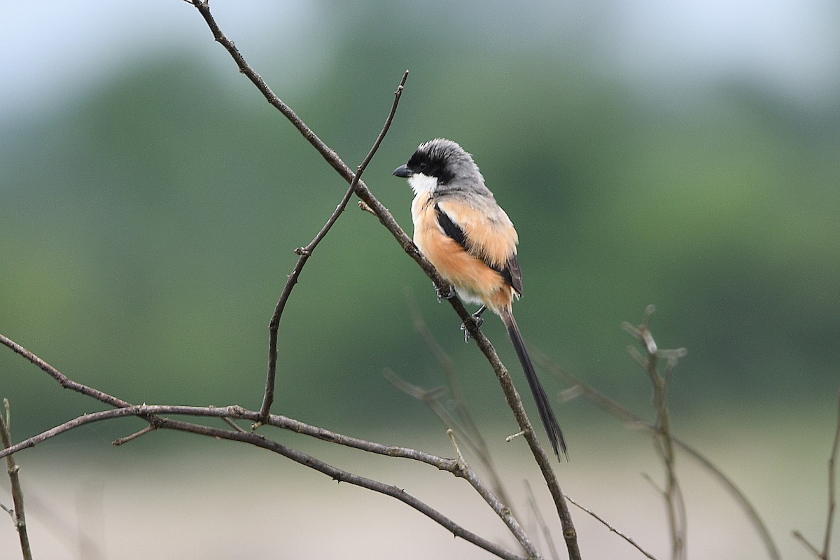 Long-tailed Shrike (bentet) - ML626779162