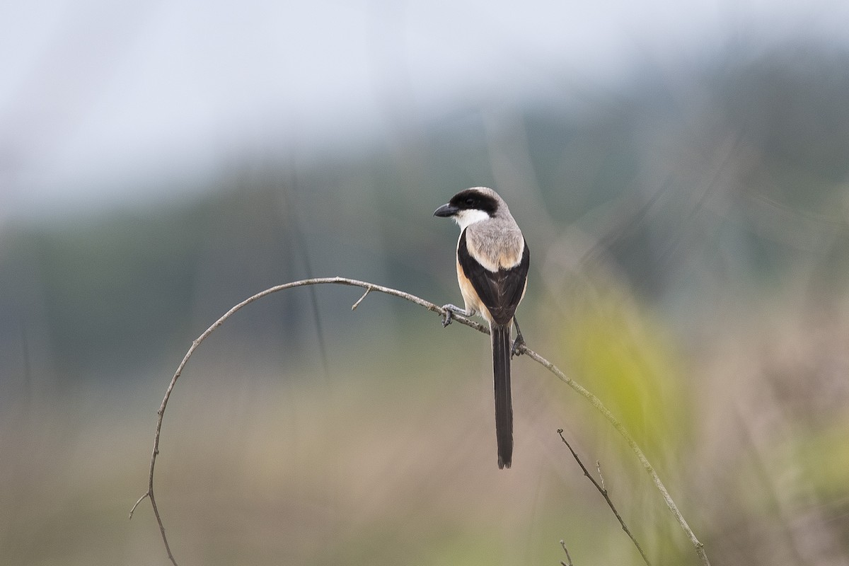 Long-tailed Shrike (bentet) - ML626779172