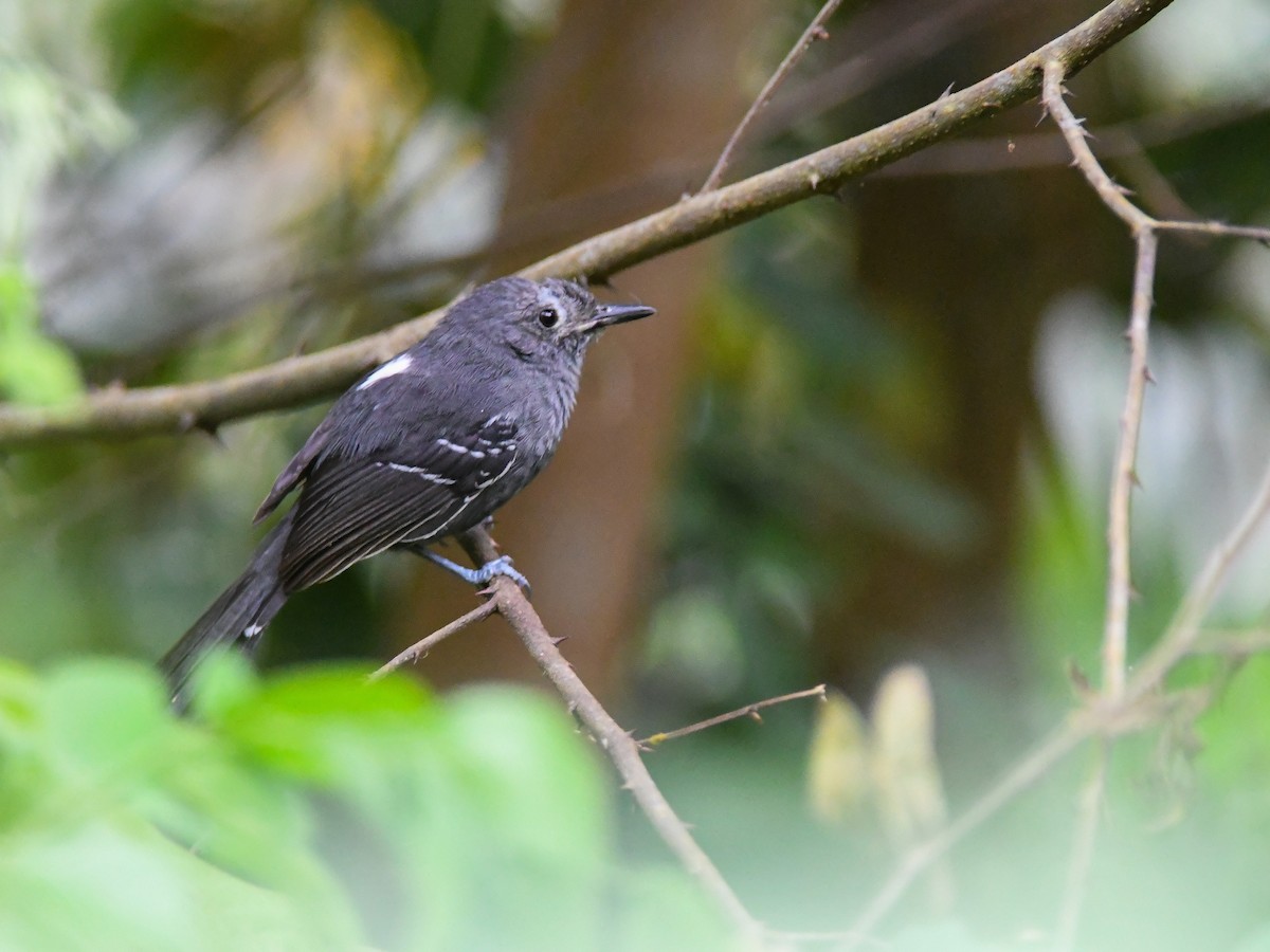 Rio de Janeiro Antbird - ML626779217
