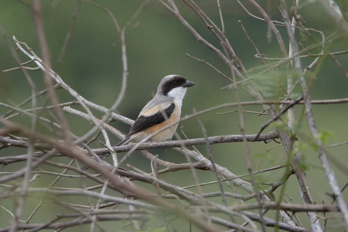 Long-tailed Shrike (bentet) - ML626779279