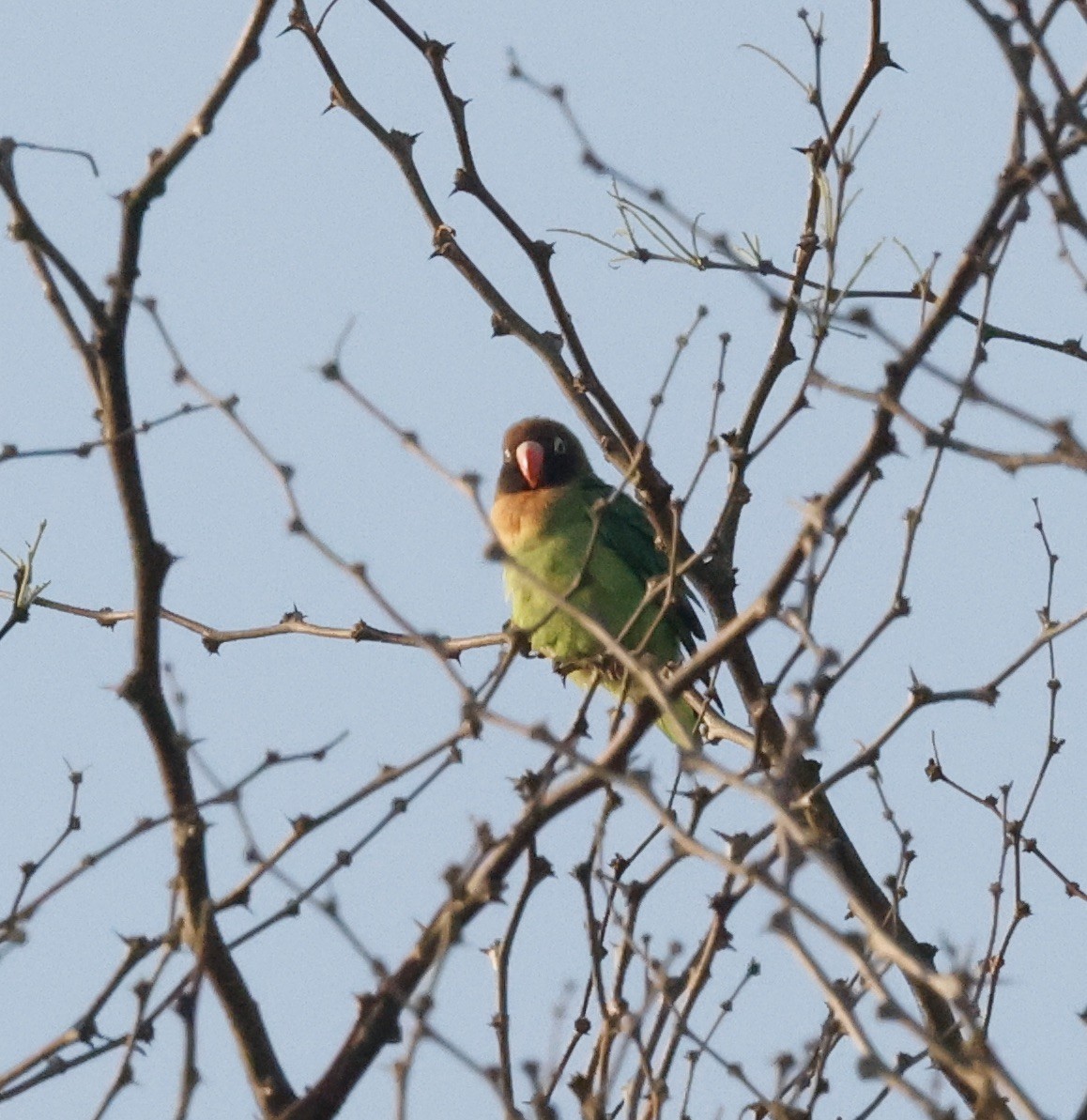Black-cheeked Lovebird - ML626779285