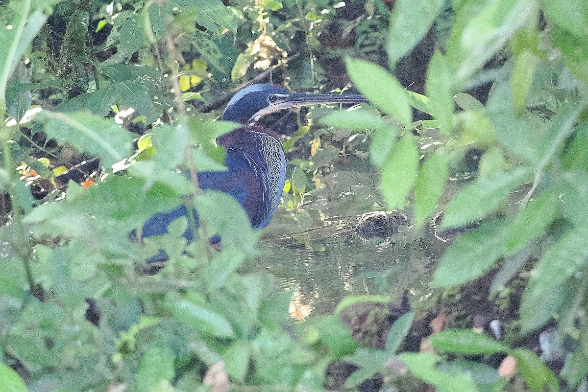 Agami Heron - ML626779291