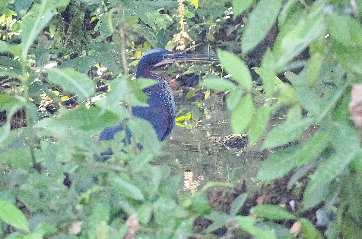 Agami Heron - ML626779292