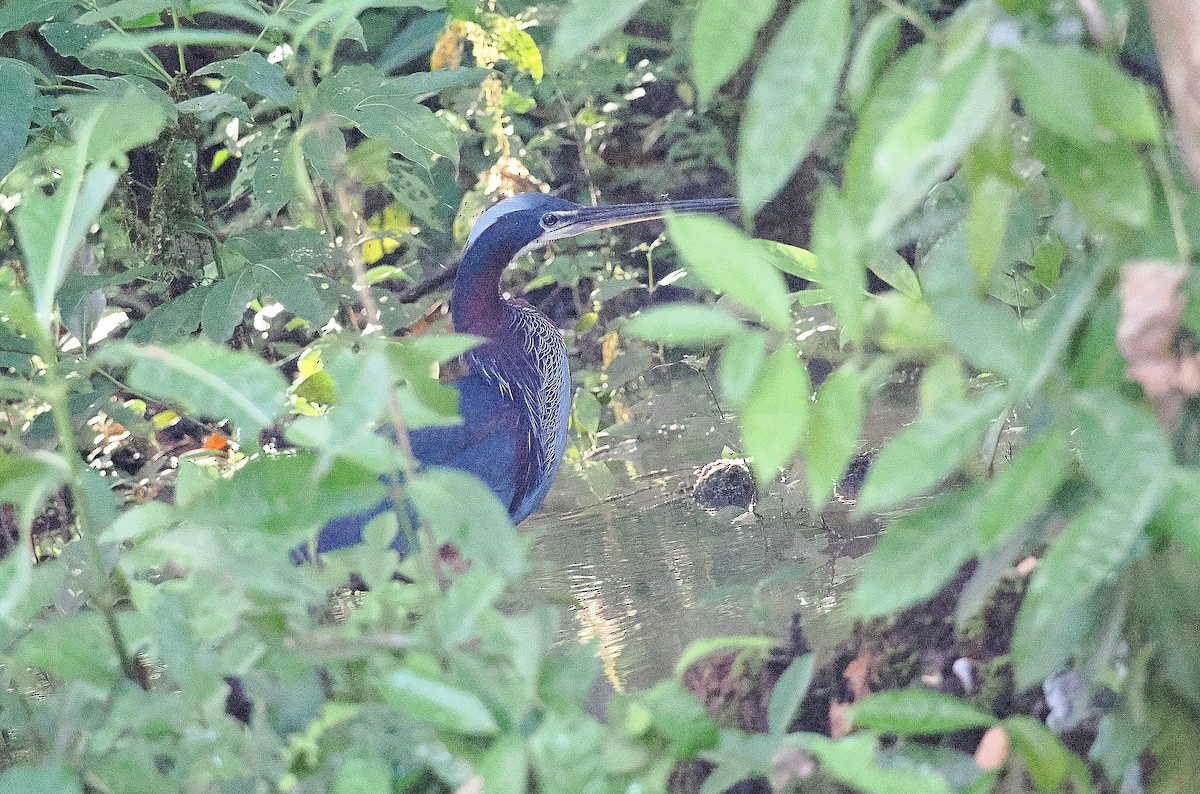 Agami Heron - ML626779293