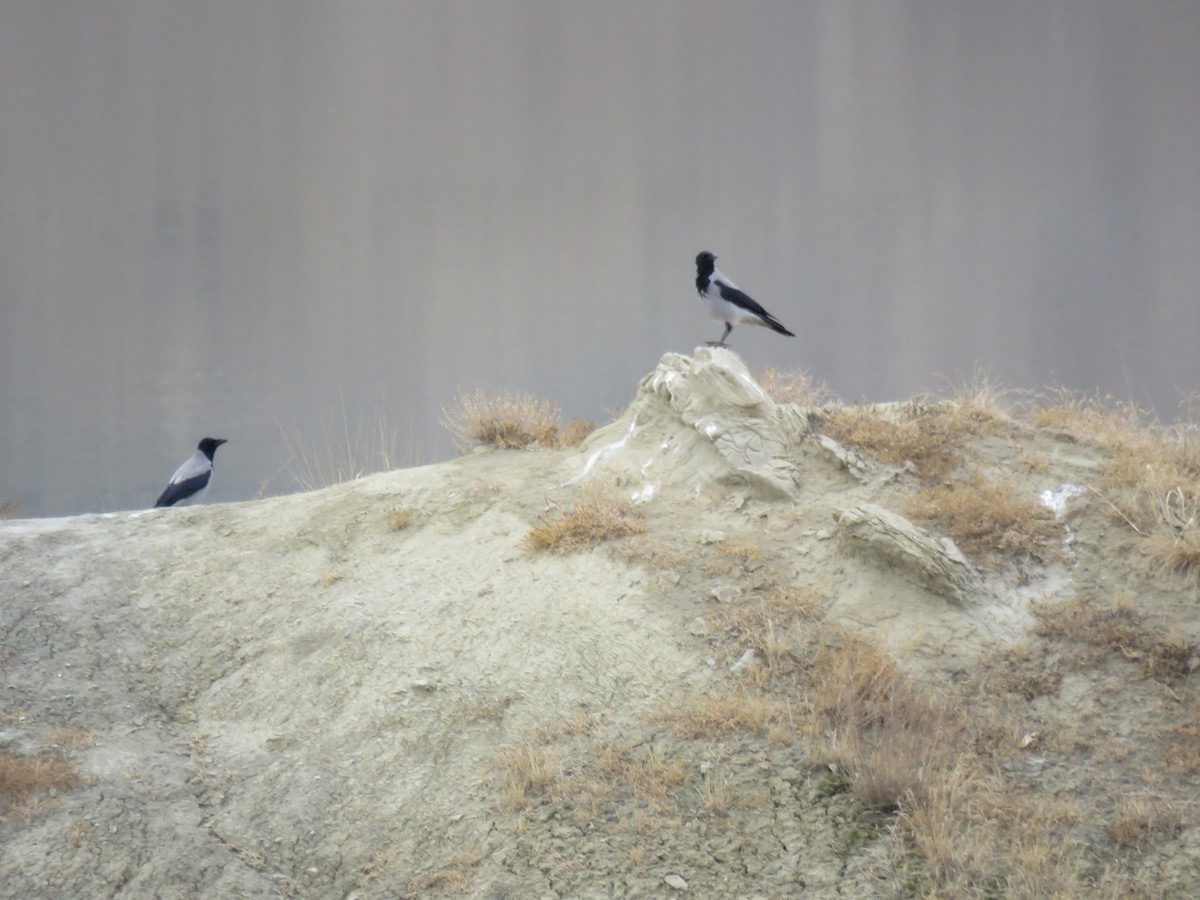 Hooded Crow - ML626779406