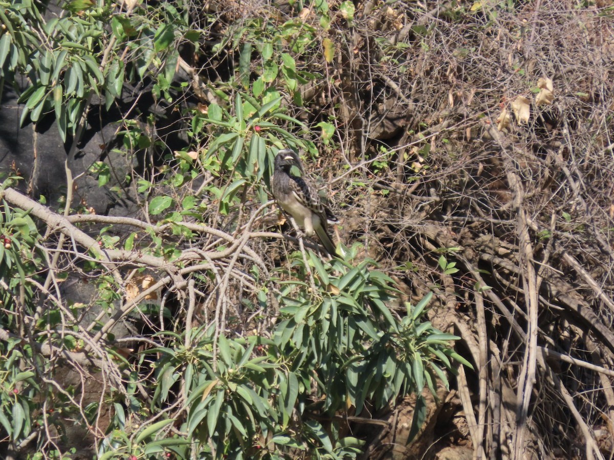 African Gray Hornbill - ML626779427