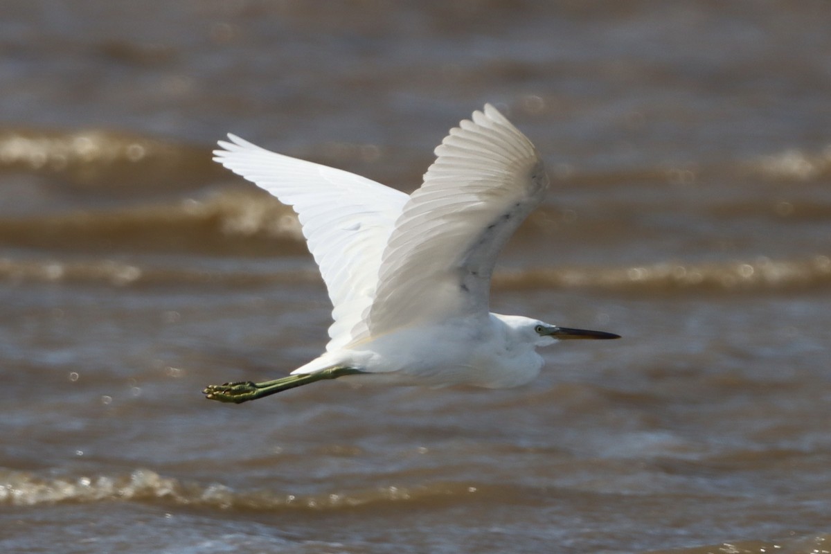 Chinese Egret - ML626779521