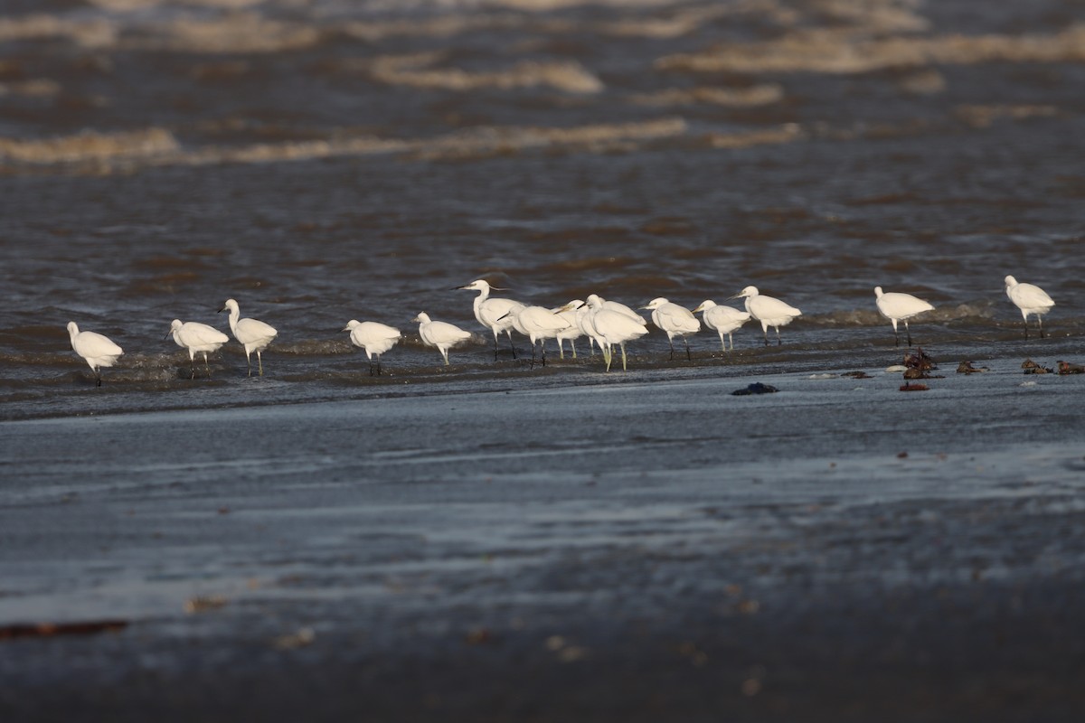 Chinese Egret - ML626779523