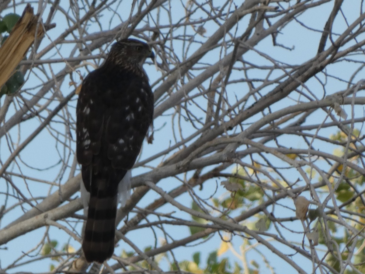 Cooper's Hawk - ML626779524