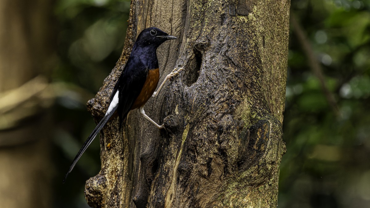 White-rumped Shama (White-rumped) - ML626779558