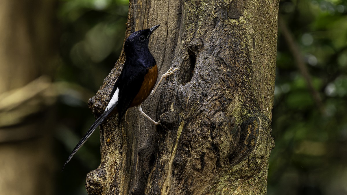 White-rumped Shama (White-rumped) - ML626779559