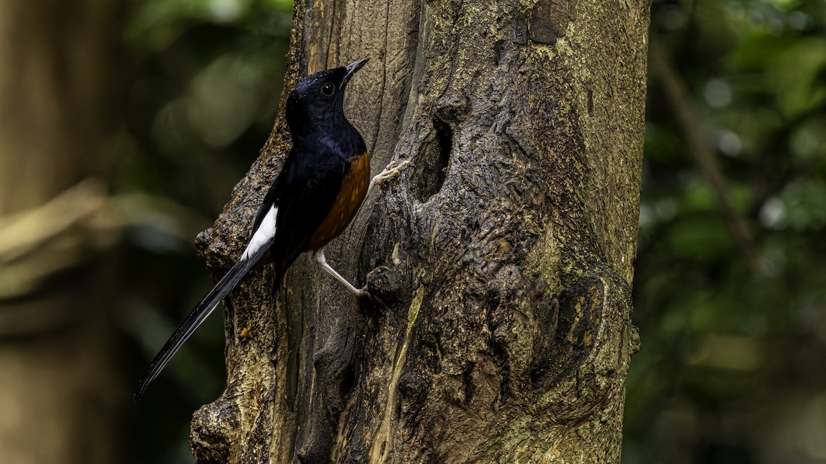 White-rumped Shama (White-rumped) - ML626779560