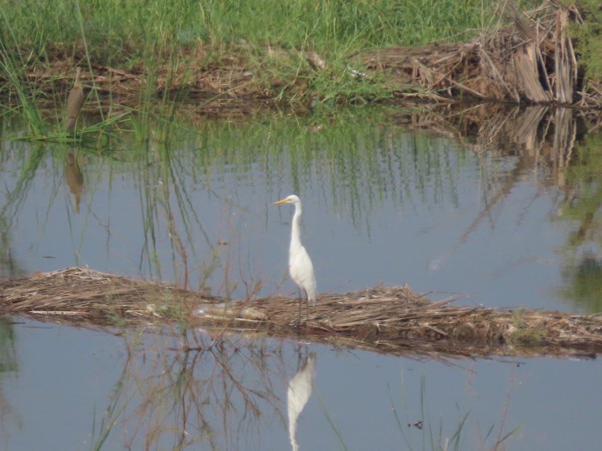 Yellow-billed/Medium Egret - ML626779683