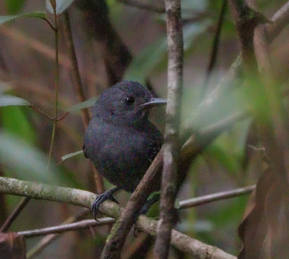 Willis's Antbird - ML626779868