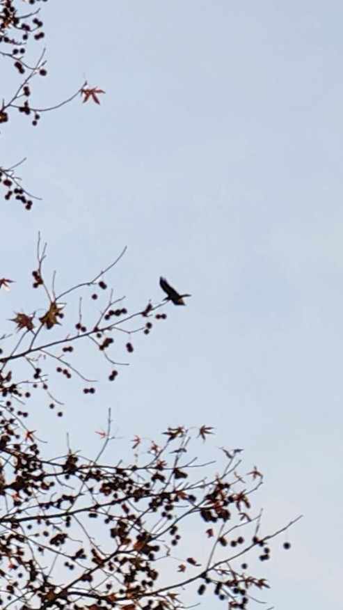 Common Raven - ML626779871