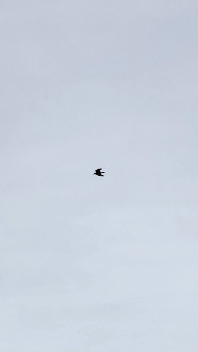 Common Raven - ML626779872