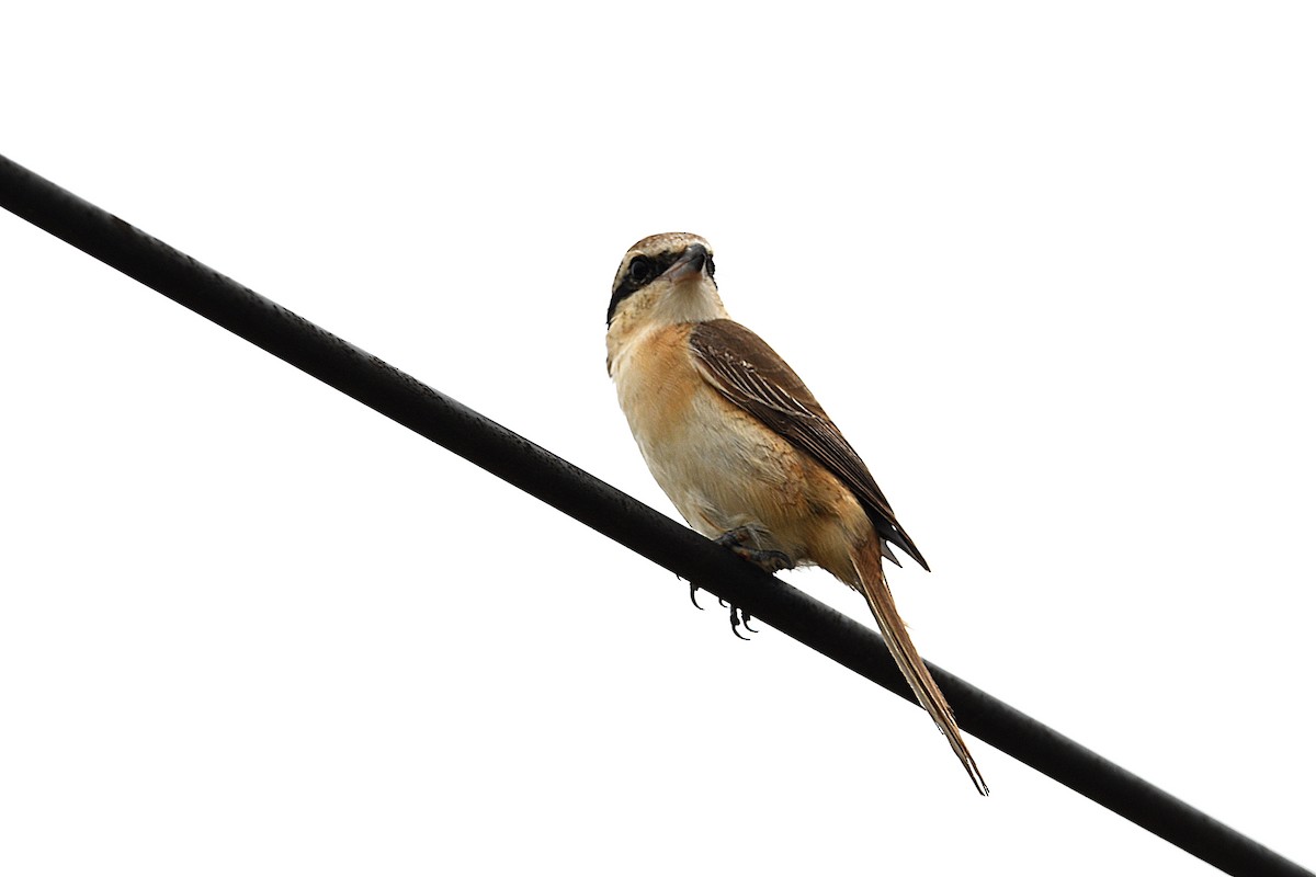 Brown Shrike - ML626779889