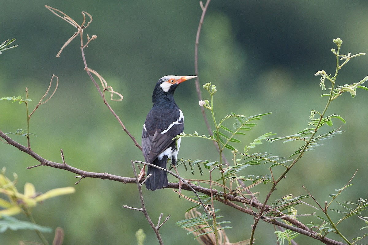 Siamese Pied Starling - ML626779896