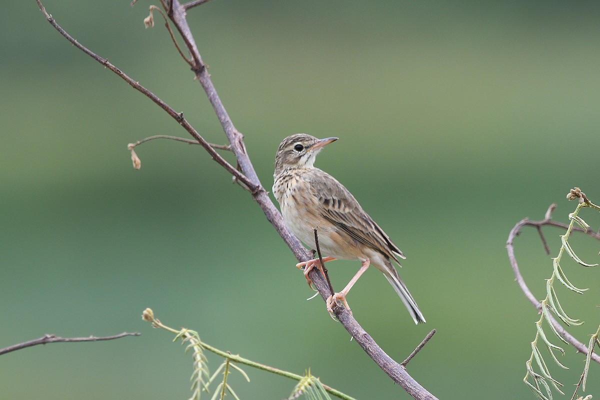 Paddyfield Pipit - ML626779898