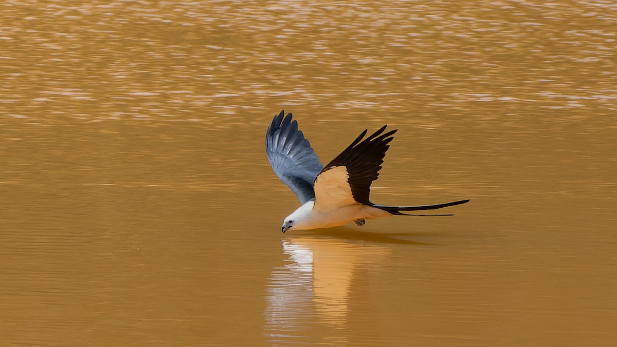 Swallow-tailed Kite - ML626779953