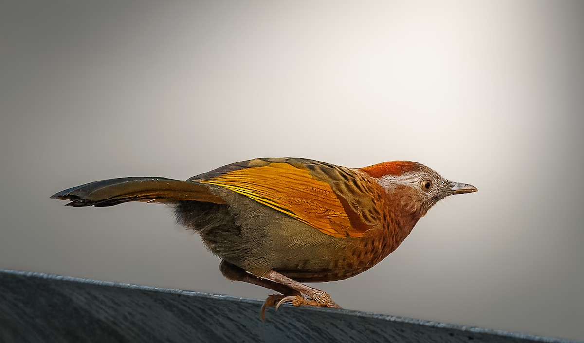 Assam Laughingthrush - ML626779971