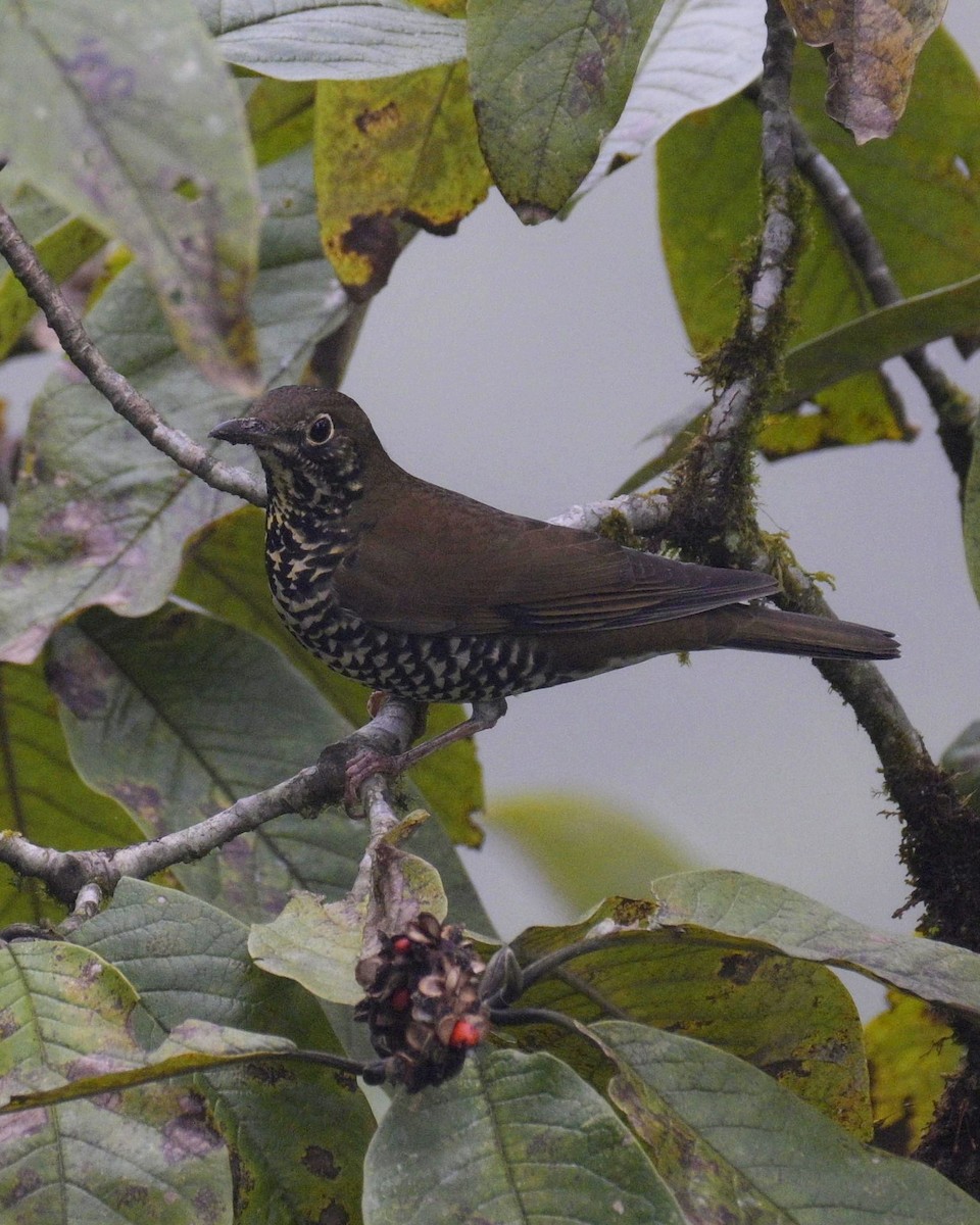 Himalayan Thrush - ML626780191