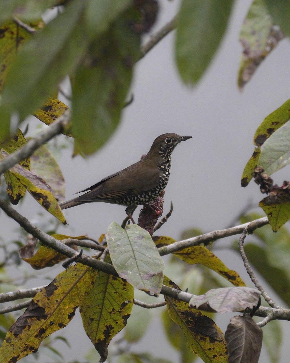 Himalayan Thrush - ML626780192