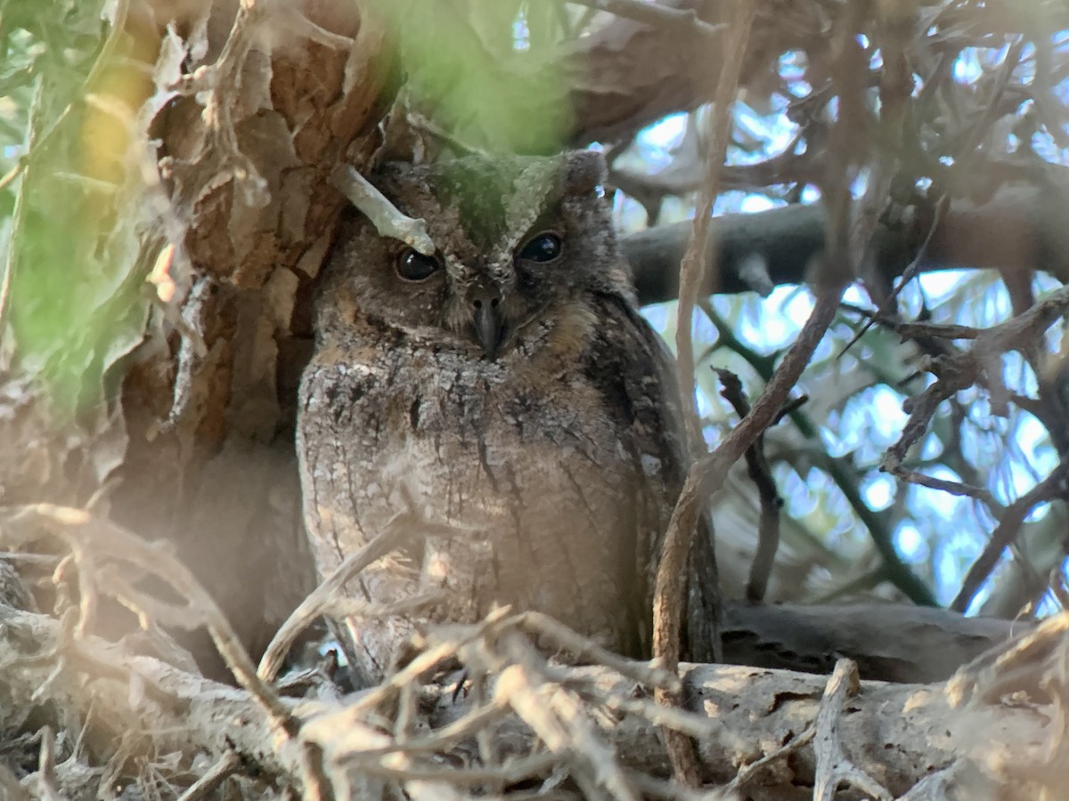 Madagascar Scops-Owl (Torotoroka) - ML626780207