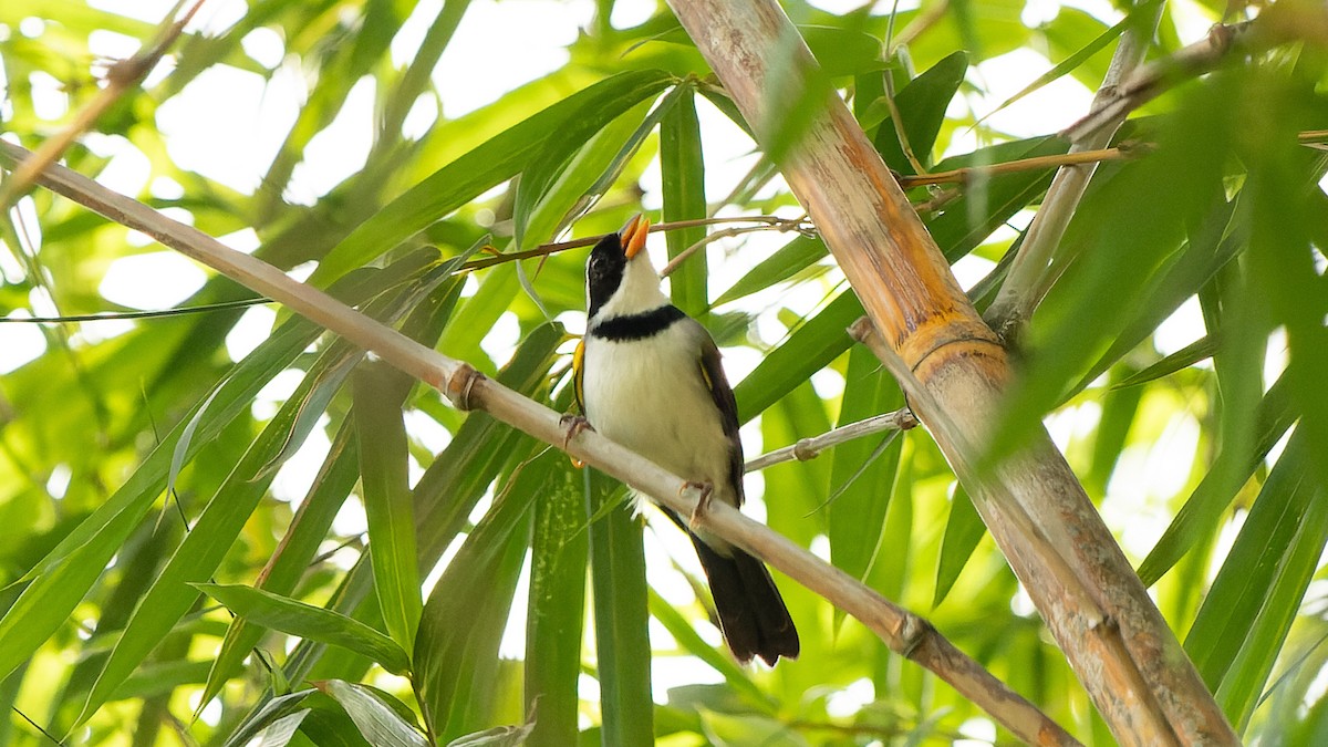 Saffron-billed Sparrow (Gray-backed) - ML626780229