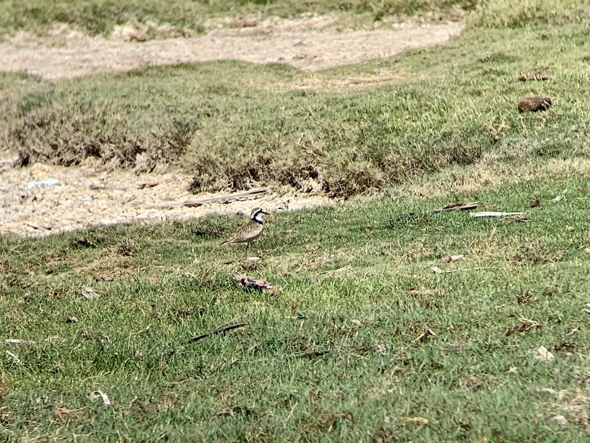 Madagascar Plover - ML626780278