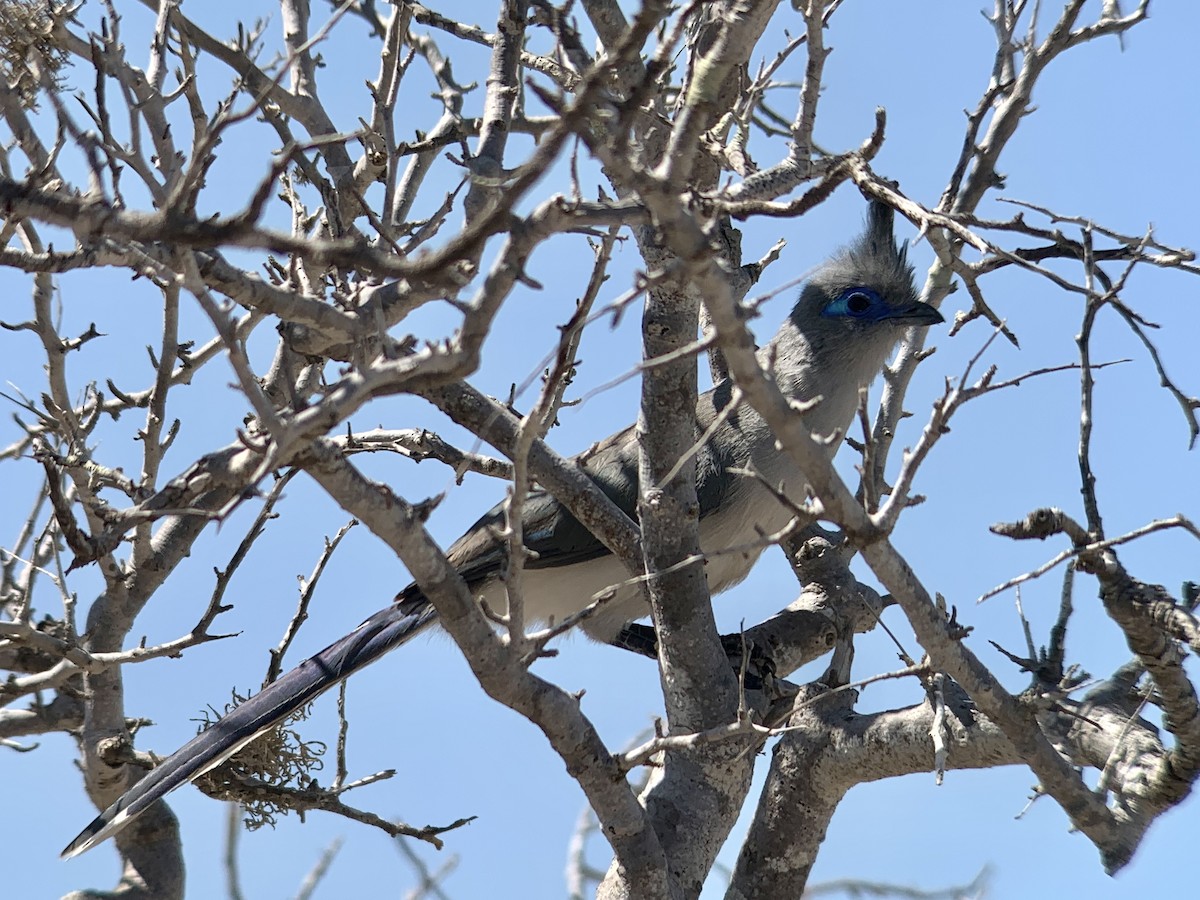 Verreaux's Coua - ML626780301
