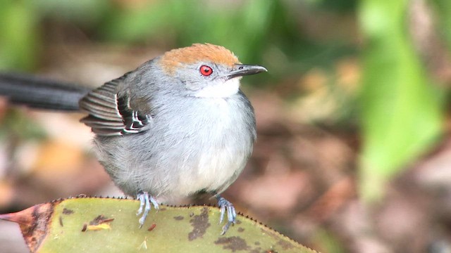 Slender Antbird - ML626780453
