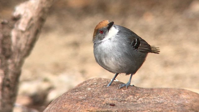 Slender Antbird - ML626780454