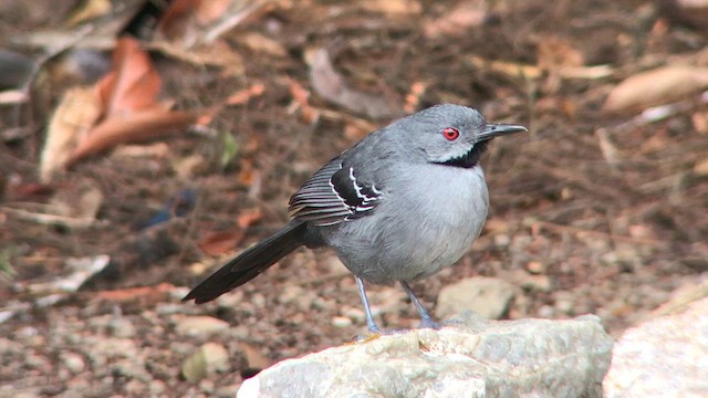 Slender Antbird - ML626780456