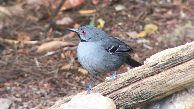 Slender Antbird - ML626780457