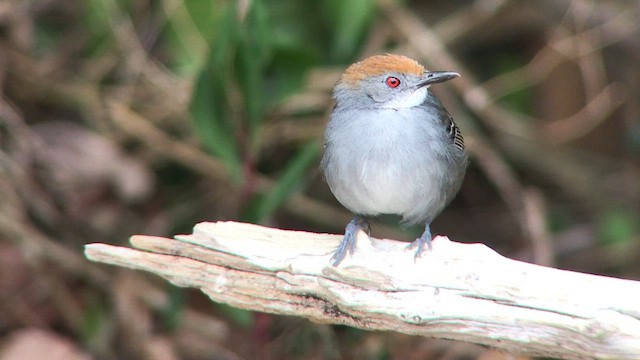 Slender Antbird - ML626780458