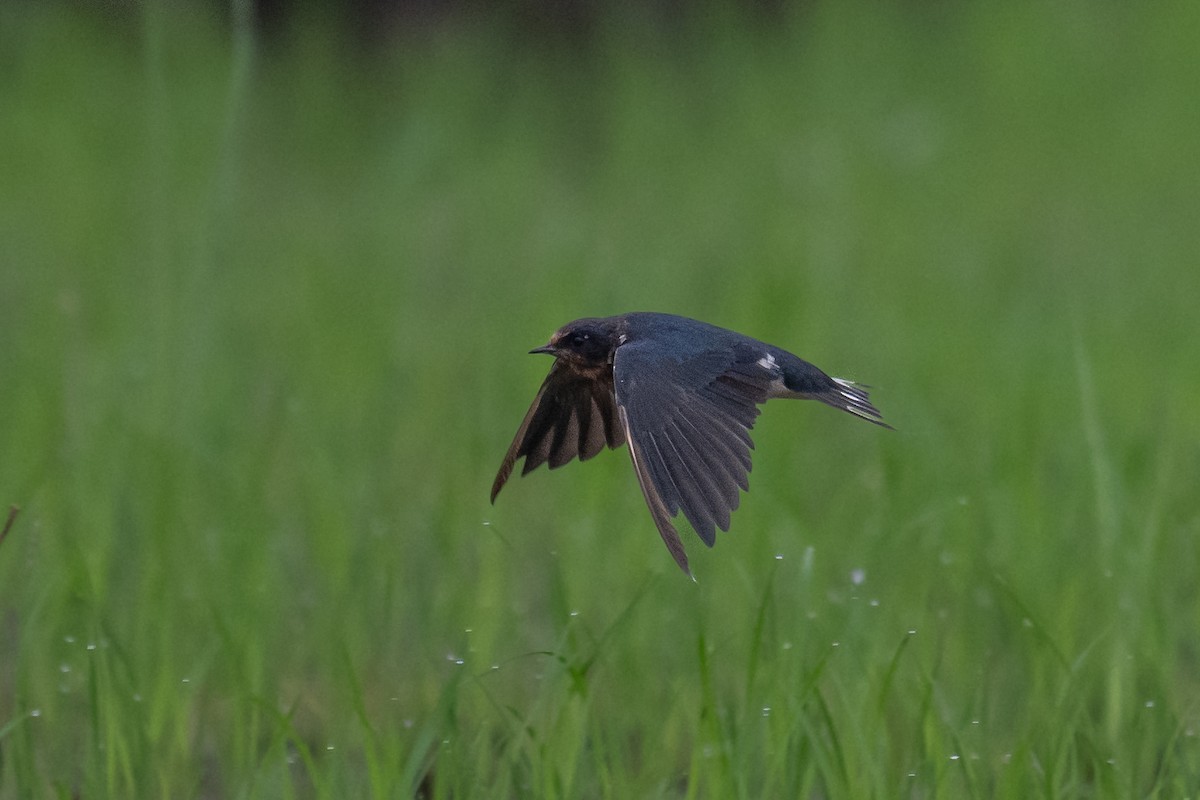 Асрын хараацай - ML626780608